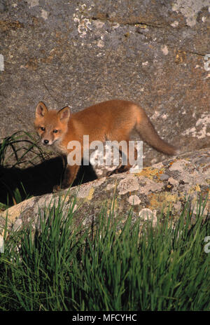 NORTH AMERICAN RED FOX Vulpes vulpes fulva giovane Foto Stock