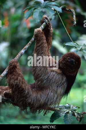 MANED il bradipo nella struttura ad albero Bradypus torquatus foresta atlantica, Bahia, Brasile orientale specie in via di estinzione Foto Stock