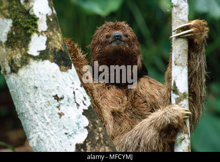 MANED BRADIPO Bradypus torquatus in via di estinzione, Foresta Atlantica dello Stato di Bahia, a sud-est del Brasile Foto Stock