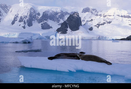 Le guarnizioni CRABEATER Lobodon carcinophagus su ghiaccio floe Paradise Bay, Penisola Antartica Foto Stock