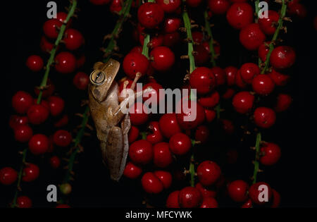 Raganella su palm frutto Hyla sp. Unà zona, Foresta Atlantica, Bahia, Brasile. Foto Stock