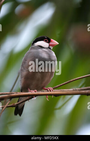 Un Java sparrow, noto anche come Java finch, Java passero di riso o riso Java uccello, un residente Breeding Bird in Java e Bali e Bawean in Indonesia Foto Stock