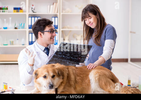 Medico e assistente a controllare il golden retriever cane in clinica veterinaria Foto Stock