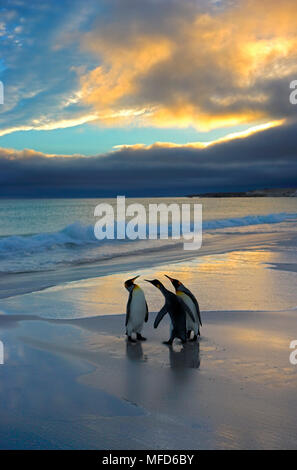 Re PENGUIN Aptenodytes patagonicus litigando sulla spiaggia nelle Isole Falkland Foto Stock