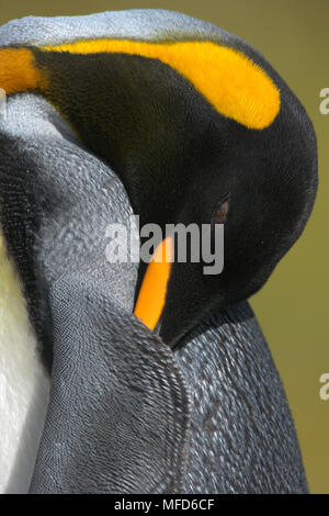 Re PENGUIN Aptenodytes patagonicus dormire nelle Isole Falkland Foto Stock