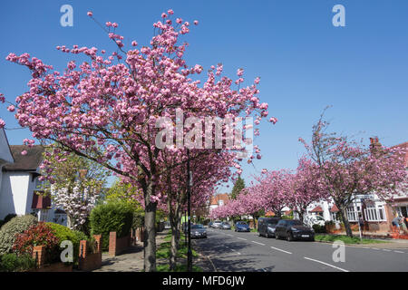 Alberi di ciliegio rosa (Prunus serrulata) su Staveley Road a Chiswick, Londra ovest, Regno Unito Foto Stock