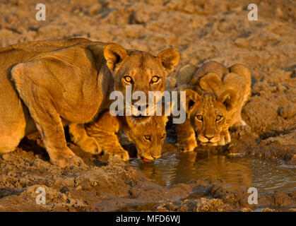 AFRICAN LION Panthera leo femmina con i cuccioli di bere Sud Luangwa, Zambia Foto Stock