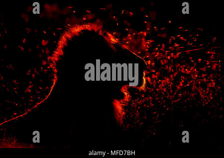 AFRICAN LION Panthera leo al tramonto Masai Mara, Kenya Foto Stock