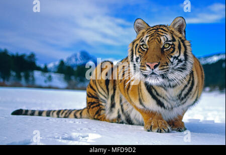 Tigre Siberiana Panthera tigris accovacciato in snow USA (presi in condizioni controllate) Foto Stock