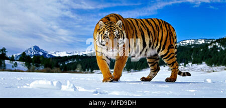 Tigre Siberiana Panthera tigris in snow USA (presi in condizioni controllate) Foto Stock