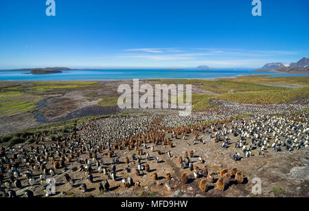 Pinguino reale (Aptenodytes patagonicus) grande colonia di uccelli marrone sono i pulcini, Salisbury Plain, Georgia del Sud Foto Stock