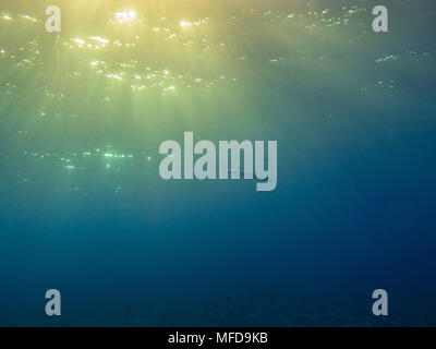 Barracuda nuotando da solo in mare con raggio di luce proveniente dall'alto, Rangiroa, polinesia francese Foto Stock