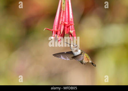 Vulcano Hummingbird - Selasphorus flammula, bello colorato piccolo hummingbird dall America Centrale foreste, Costa Rica. Foto Stock