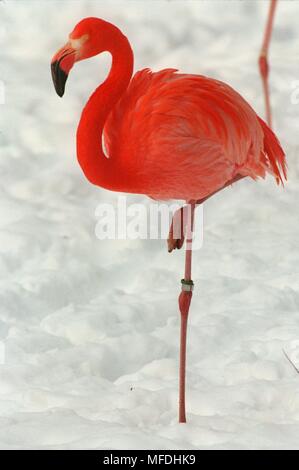 Uno spettacolo inconsueto: Un cileno flamingo sorge su 8.1.1997 allo zoo di Francoforte am Main su una gamba nella neve. Una volta che un giorno egli e la sua conspecifics devono affidarsi al contenitore in cui gli uccelli piace calda ogni altro. Per pulire il custode invia quindi le magnifiche creature all'aria fresca per mezz'ora. Il Cile flamingo ha il suo habitat naturale sui laghi di sale delle Ande e sulla costa del sud dello Stato americano. Come la durata di vita dell'uccello di nome Phoenicopterus chilensis è più di cinquant'anni, sarà sicuramente esperienza molti un freddo inverno in Germania . Utilizzo | wor Foto Stock