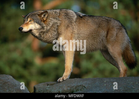 Europeo di lupo grigio, Svezia Canis lupus orecchie torna in sottomesso la postura Foto Stock