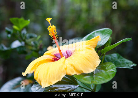 Il giallo dei fiori di ibisco contro verde sfondo sfocato Foto Stock