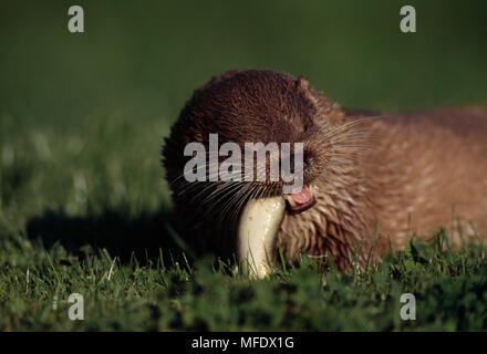 Lontra europea mangiare anguille sull'erba Lutra lutra Tamar Otter Trust, Cornwall, Inghilterra. Foto Stock