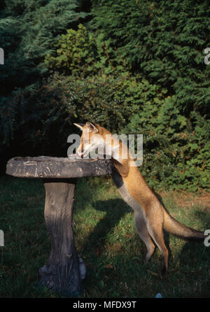 Unione RED FOX bere Vulpes vulpes da bird bath Hampshire, Regno Unito Foto Stock