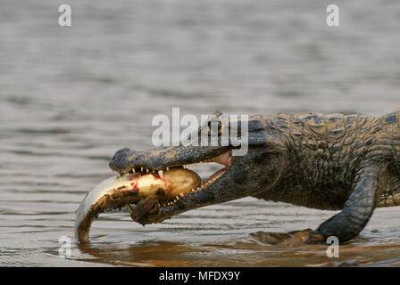 SPECTACLED Cayman crocodilus Caimano yacare mangiare preda Piranha Pantanal, Mato Grosso, Brasile del Sud Foto Stock