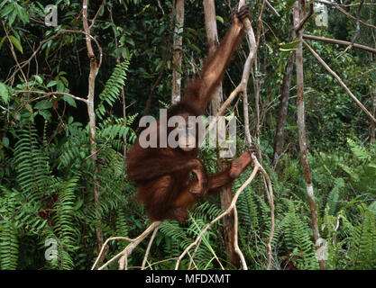 Femmina ORANGUTAN Pongo pygmaeus tra i rami. Messa di Tanjung National Park, Kalimantan, Borneo Foto Stock