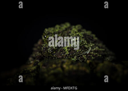 Vietnamita rana di muschio con sfondo nero/ Theloderma corticale / mimica / moss Foto Stock