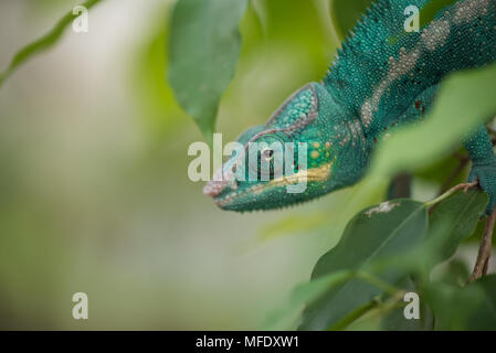 Panther chameleon con colori luminosi / furcifer pardalis / Madagascar wildlife / Nosy be / chameleon in foglie / blue chameleon Foto Stock
