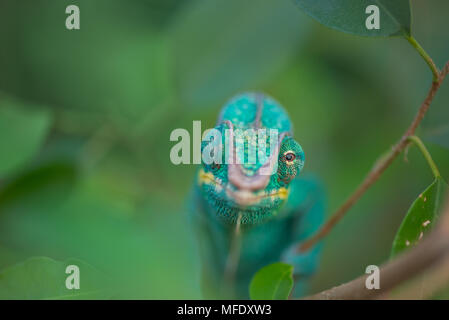 Panther chameleon con colori luminosi / Nosy be / Madagascar wildlife / Furcifer pardalis / Blu chameleon Foto Stock