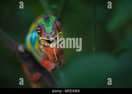 Panther chameleon con colori luminosi / Furcifer pardalis / arrabbiato chameleon / sibilo chameleon / Madagascar wildlife Foto Stock
