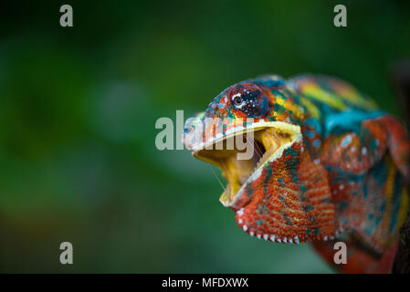 Panther chameleon con colori luminosi / chameleon con open mount / arrabbiato chameleon / sibila / Ambilobe / Furcifer pardalis Foto Stock