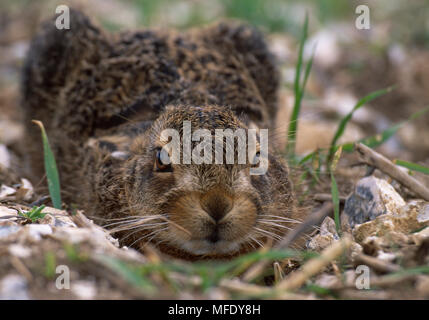 Unione BROWN lepre Lepus europaeus giovani, accovacciato in forma Foto Stock