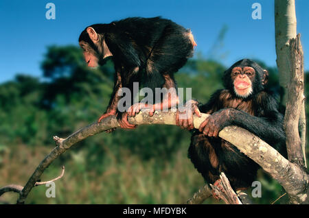 Gli scimpanzé due giovani giocando Pan troglodytes Zambia Foto Stock