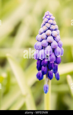 Un primo piano di un fiore di Giacinto d'uva viola, che mostra i suoi delicati fiori raggruppati su uno sfondo verde morbido e sfocato, Foto Stock