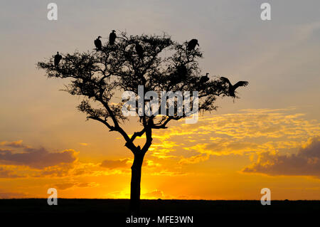 Gli avvoltoi nella struttura ad albero al tramonto; Masai Mara, Kenya. Foto Stock