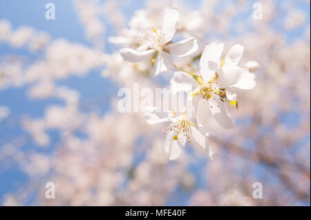 Chiaro e arioso primavera sbocciano i fiori della fioritura ciliegio con fiori a cascata verso il basso su sottili diramazioni irradianti dando delicati rosa bianco contro blu Foto Stock