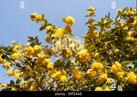 Carico pesante grappoli di brillante giallo senape fiori ascellari di arbusto spinoso crespino attraendo un sacco di bombi con fogliame verde scuro Foto Stock