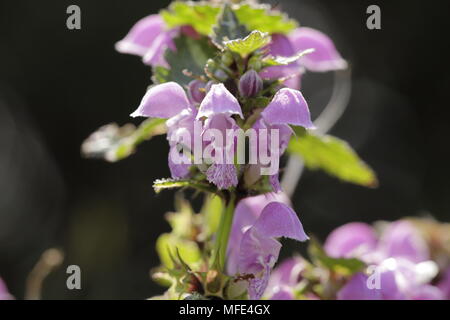 Lamium un ortica pianta con bellissimi fiori e molto attraente per le api Foto Stock