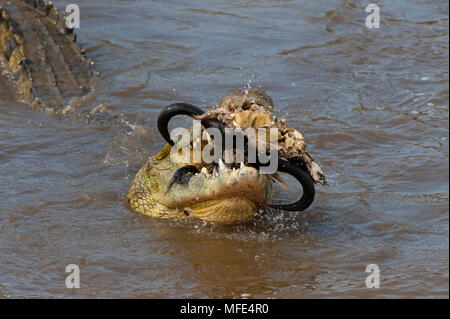 Un coccodrillo del Nilo con una gnu cranio, nel fiume di Mara; Masai Mara, Kenya. Foto Stock