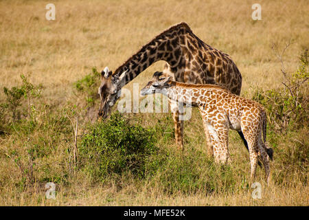 Giovani giraffe comune con la madre, la giraffa camelopardalis; Masai Mara, Kenya. Foto Stock