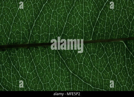 Dicotiledone foglia (ciliegio) mostra net veination tipico delle dicotiledoni Foto Stock