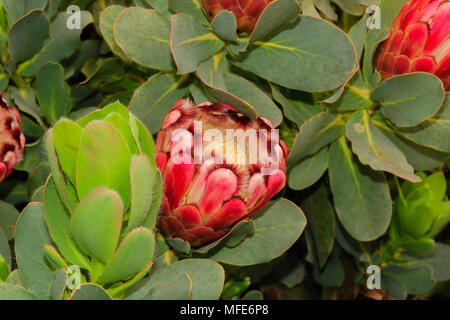 Red Sugarbush nome latino protea grandiceps nativo per il sub clima tropicale del Western Cape regione del Sud Africa Foto Stock