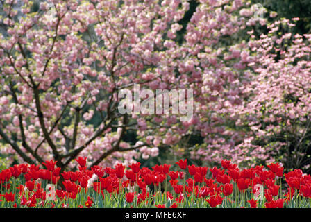 I tulipani & fioritura sanguinello Tulipa sp. & Cornus florida North Carolina, STATI UNITI D'AMERICA Foto Stock