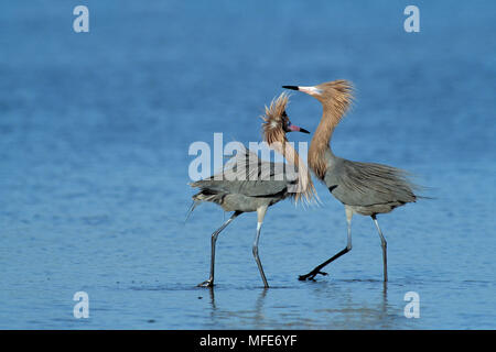 Garzetta rossastra coppia Egretta rufescens display allevamento Florida, Stati Uniti d'America Foto Stock