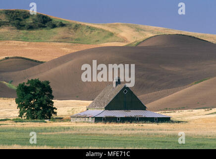 Fienile nel campo Area Palouse, Eastern Washington, Stati Uniti d'America Foto Stock