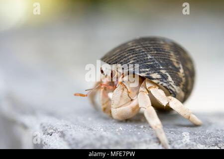 Il Granchio eremita nelle Maldive. Foto Stock