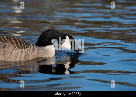 Canada Goose alimentazione su Helston in barca il lago, Cornwall, Regno Unito Foto Stock