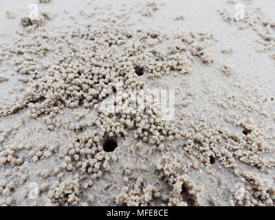 Burrow o foro con sfere di sedimenti o pellet realizzato da sabbia dove il cibo è stato digerito con ghost o granchio di sabbia naturale mostra una forma astratta e texture. Foto Stock