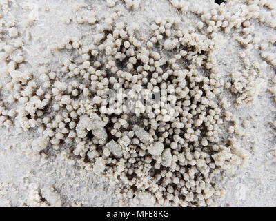 Burrow o foro con sfere di sedimenti o pellet realizzato da sabbia dove il cibo è stato digerito con ghost o granchio di sabbia naturale mostra una forma astratta e texture. Foto Stock