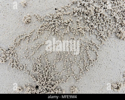 Burrow o foro con sfere di sedimenti o pellet realizzato da sabbia dove il cibo è stato digerito con ghost o granchio di sabbia naturale mostra una forma astratta e texture. Foto Stock