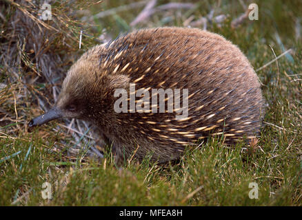 TASMANIAN ECHIDNA Tachyglossus aculeatus setosus Cradle Mountain National Park, la Tasmania, Australia Foto Stock