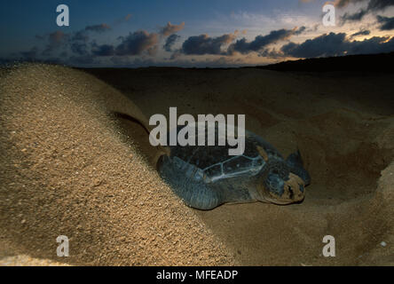 Tartaruga Verde Chelonia Mydas femmina nesting sulla spiaggia, il foro di scavo Isola di Ascensione, Oceano Atlantico Foto Stock